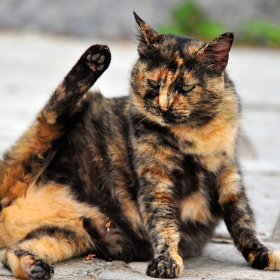следобедна котешка гимнастика