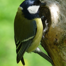 Parus major - Голям синигер