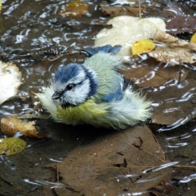 Parus caeruleus - Син синигер