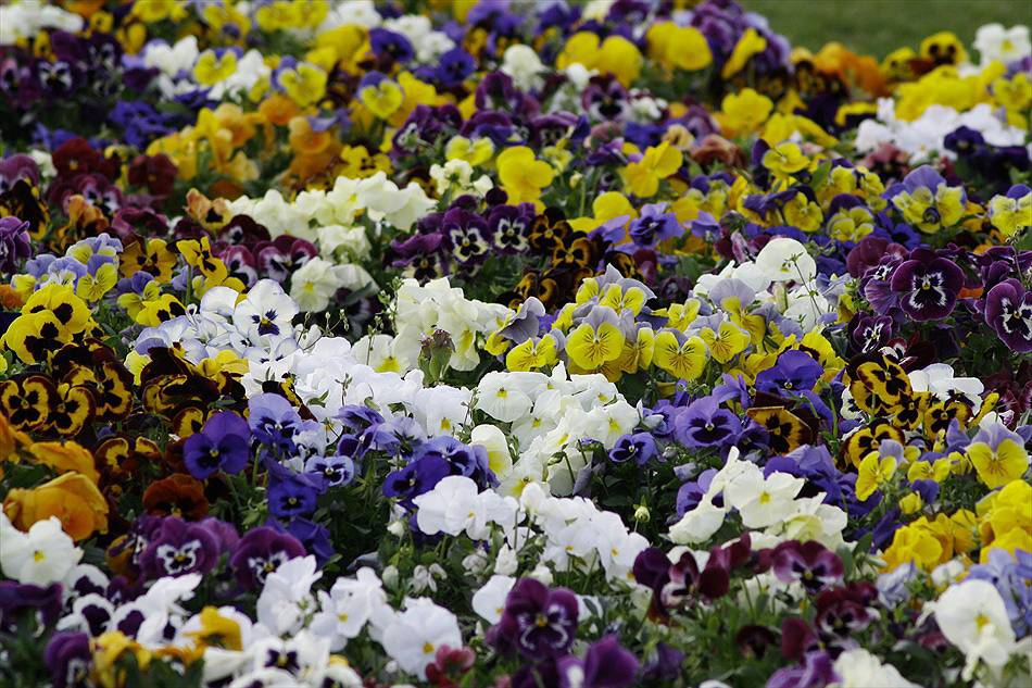 SPRING COLORS
