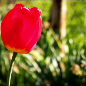 My favourite flower
