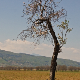 Подарената пролет на стареца