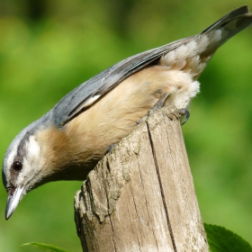 Sitta europaea - Eurasian Nuthatch - Горска зидарка