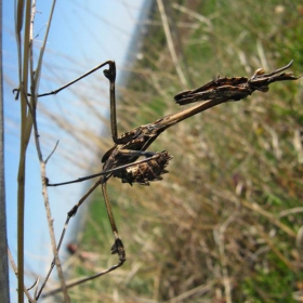 Богомолка/Mantis