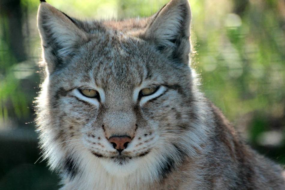 дива котка
