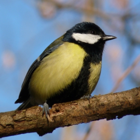 Parus major - Голям синигер