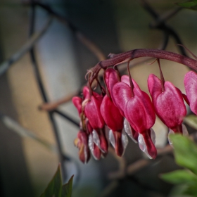 Fuchsia hybrida