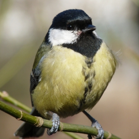 Parus major - Голям синигер