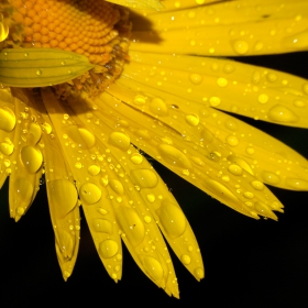 Daisy in the rain 1