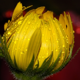 Daisy in the rain 2