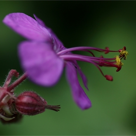 Geranium (Здравец)