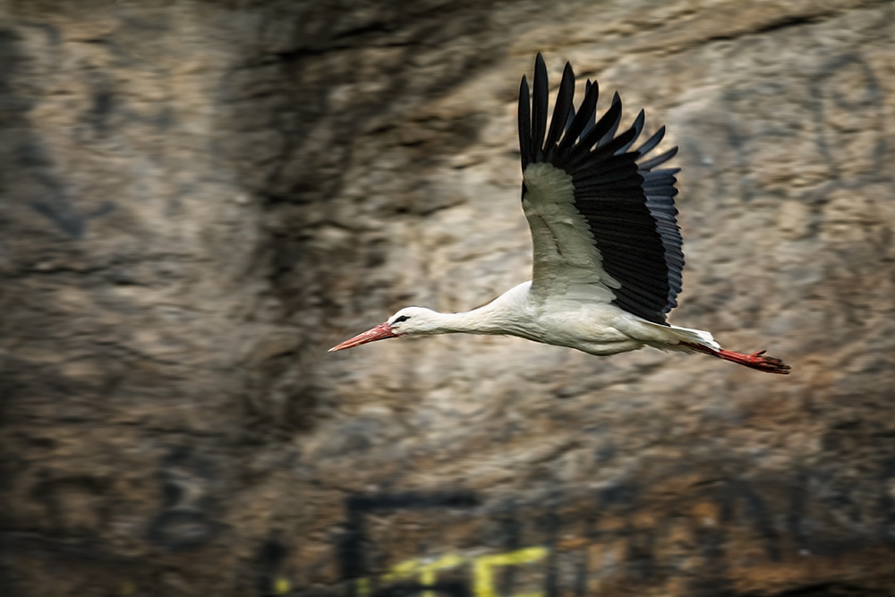my first stork in this year