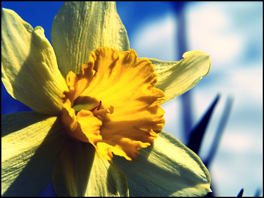 Just Flower