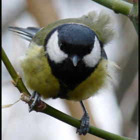 Parus major - Голям синигер