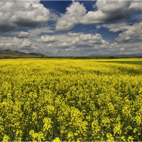 Brassica napus 2011