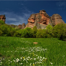 Mаргаритки...