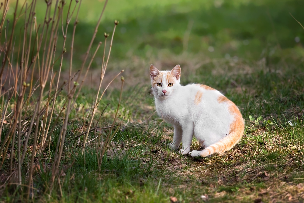 ето го котето