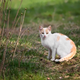 ето го котето