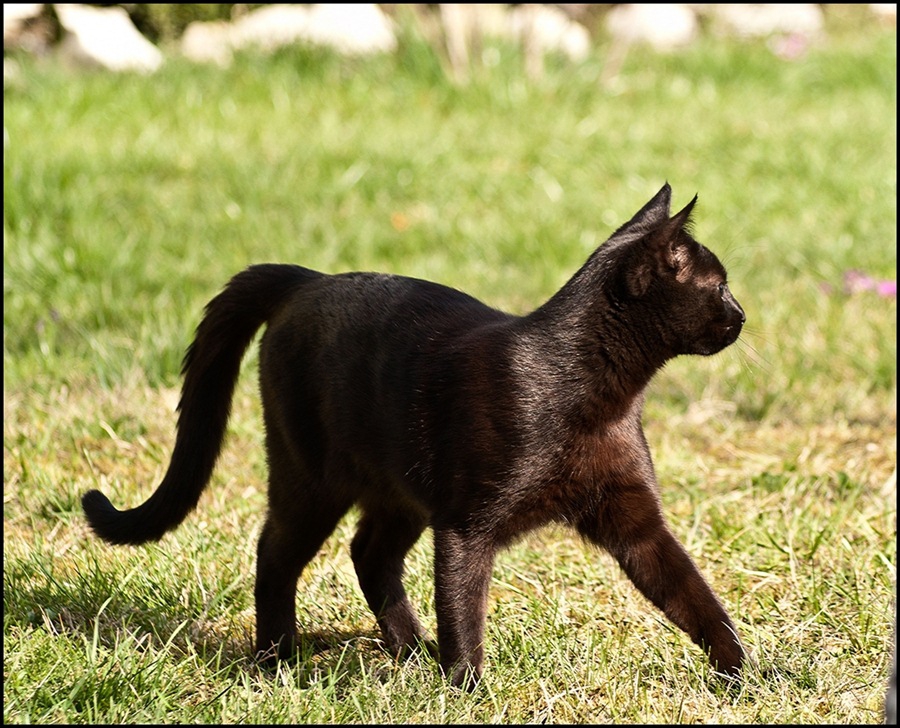 Hunter Cat