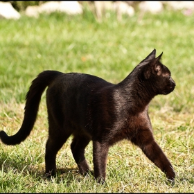 Hunter Cat