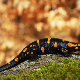 Salamandra salamandra