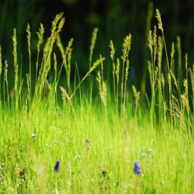 Blades of grass