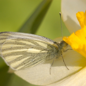 Butterfly on daffodil