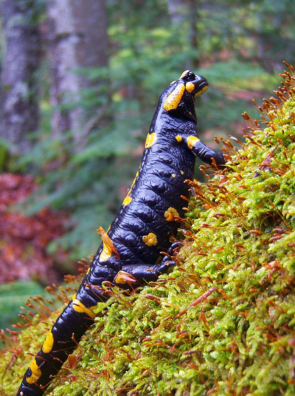 Salamandra salamandra