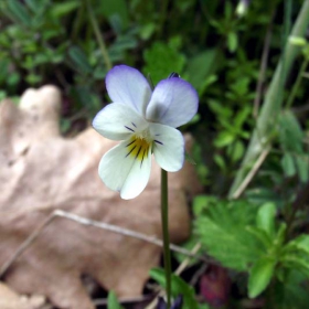 Spring Flower