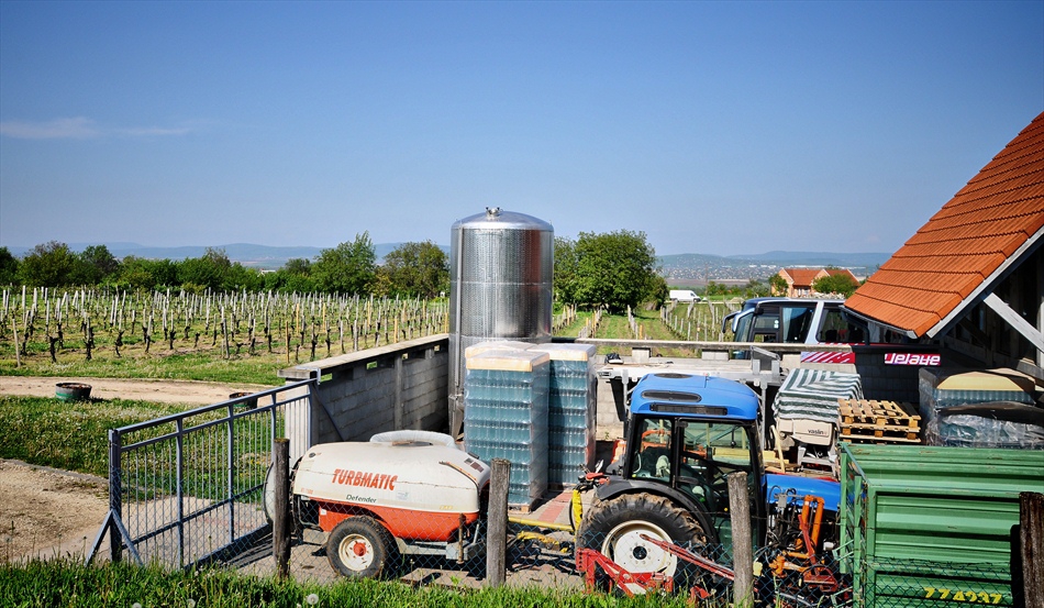 The Etyeki Kúria Winery_лозята - Унгария
