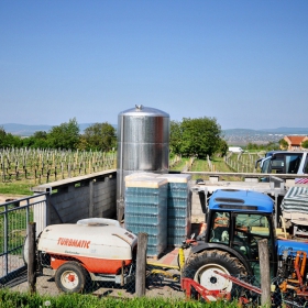The Etyeki Kúria Winery_лозята - Унгария