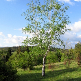 Брезичката Мая