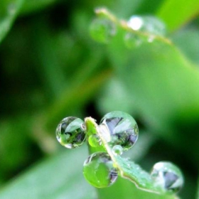 Drops