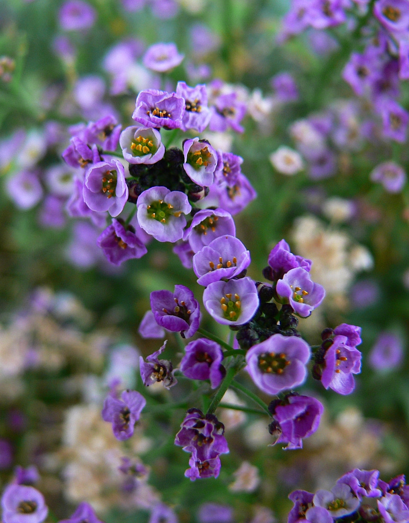 Violet spirit