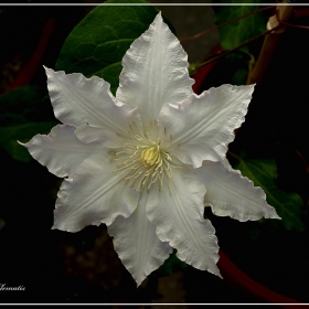 Clematis 