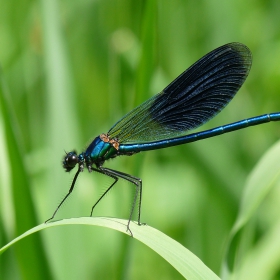 Calopteryx splendens