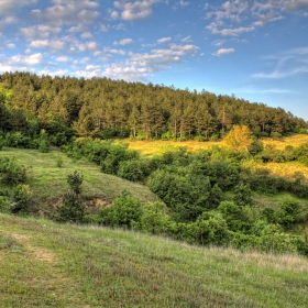 Поглед към гората