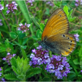 Coenonympha Leander