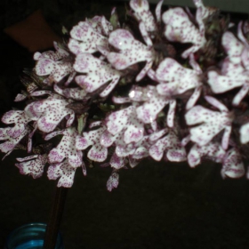 Дива красота.17 май 2011