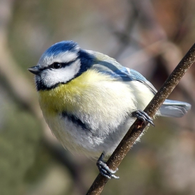 Parus caeruleus - Син синигер