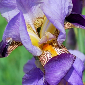 iris2