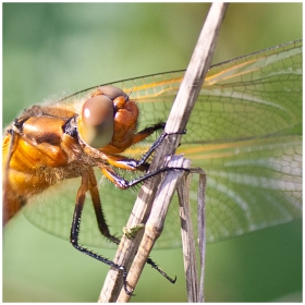 Crocothemis erythraea (Водно конче)