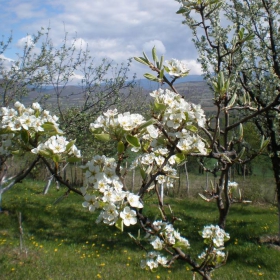 Пролет в моята градина.30.04.2011