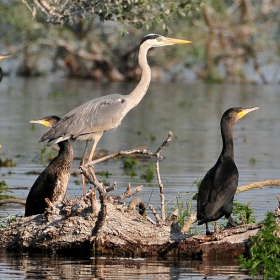 Wildlife of National Park Kerkini