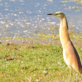 Wildlife of National Park Kerkini