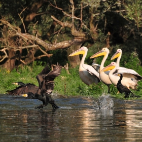 Wildlife of National Park Kerkini-шеметна надпревара