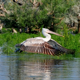 Wildlife of National Park Kerkini