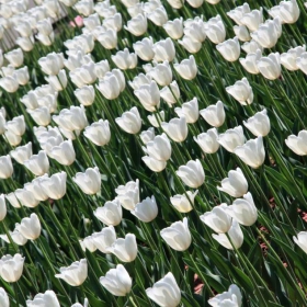 Moscow White Tulips