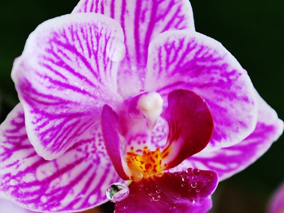 Orchidea-macro