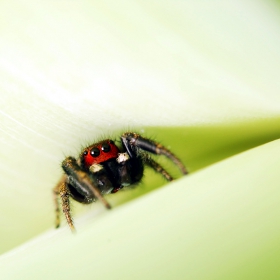 Jump spider